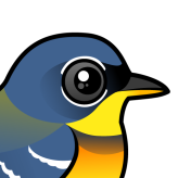 Northern Parula