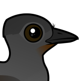 Superb Lyrebird