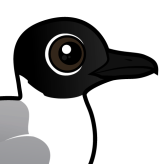 Bonaparte's Gull