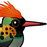 Tufted Coquette
