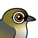 Silvereye