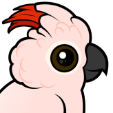 Salmon-crested Cockatoo