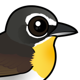 Yellow-breasted Chat