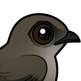 Chimney Swift