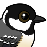Coal Tit