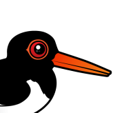 Pied Oystercatcher