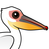 Great White Pelican