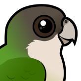 Grey-hooded Parakeet