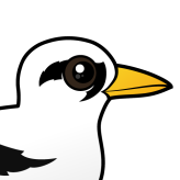 White-tailed Tropicbird