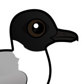 Little Gull
