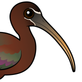 Glossy Ibis