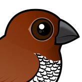 Scaly-breasted Munia