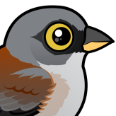 Yellow-eyed Junco