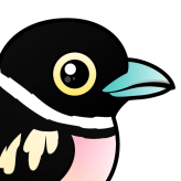Black-and-yellow Broadbill