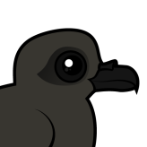 Leach's Storm Petrel