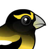 Evening Grosbeak