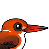 Madagascar Pygmy Kingfisher