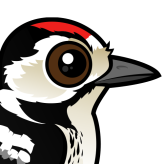 Lesser Spotted Woodpecker