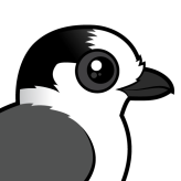 Canada Jay