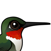 Ruby-throated Hummingbird
