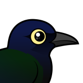 Boat-tailed Grackle
