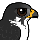 Augur Buzzard