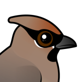 Japanese Waxwing