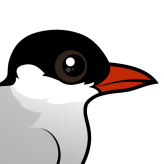 Arctic Tern