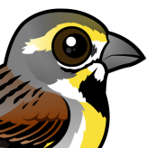 Dickcissel