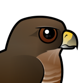 Broad-winged Hawk
