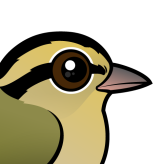 Worm-eating Warbler