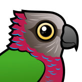 Red-fan Parrot