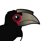 Trumpeter Hornbill