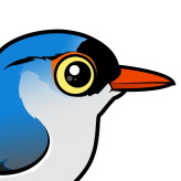 Velvet-fronted Nuthatch