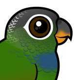 Scaly-headed Parrot