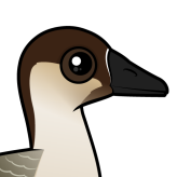 Swan Goose