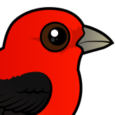 Scarlet Tanager