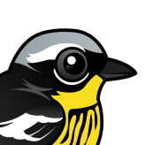 Magnolia Warbler