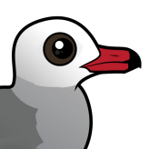 Heermann's Gull