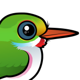 Cuban Tody