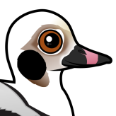 Long-tailed Duck