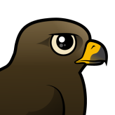 Black Kite