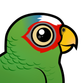 White-fronted Parrot