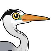 Grey Heron