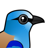 European Roller