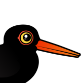 Black Oystercatcher