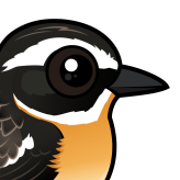 Whinchat