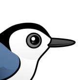 White-breasted Nuthatch