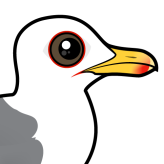 Caspian Gull