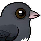 Dark-eyed Junco